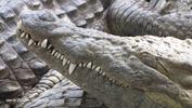 Crocodiles du croc parc - Etang Salé