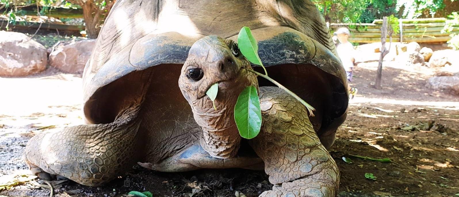 Le Jardin des Tortues | Les Avirons – Île de La Réunion