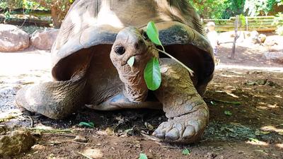 Le Jardin des Tortues | Les Avirons – Île de La Réunion Le Jardin des Tortues | Les Avirons – Île de La Réunion