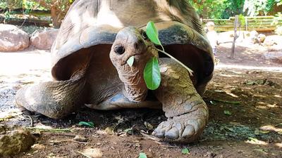 Le Jardin des Tortues | Les Avirons – Île de La Réunion
