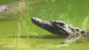 Croc parc
