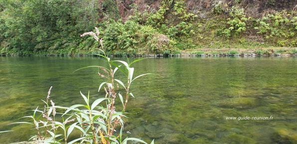 Photo du bassin mangue - St-Benoit - Ile de la Réunion