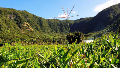 Calendrier La Réunion (974) Calendrier La Réunion (974)