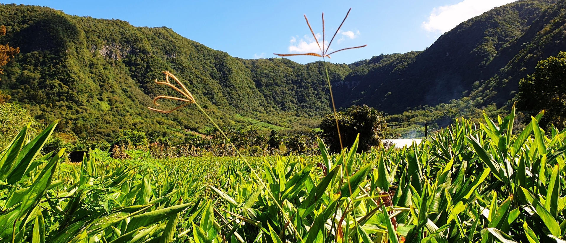 Calendrier La Réunion (974)