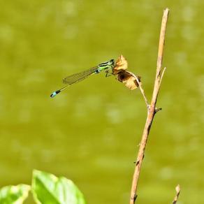 Le plan d'eau du Port attire le biodiversité