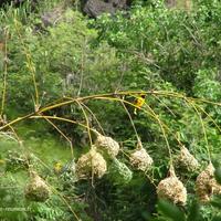 Dates d'ouverture de la chasse