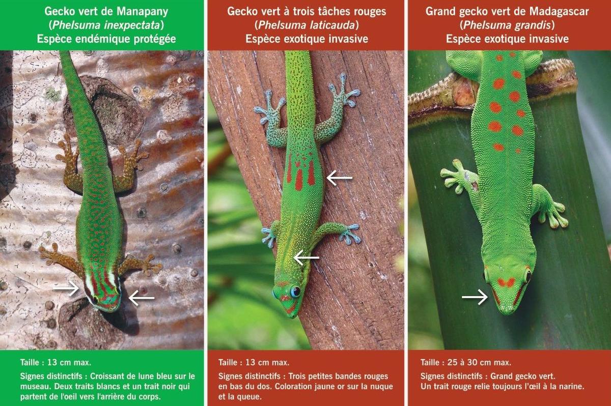 Gecko de Manapany / gecko de Madagascar