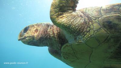 Tortue marine à Kélonia (Photo : guide-reunion.fr)
