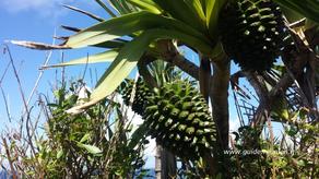 Pinpin, fruit du vavoa