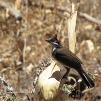 Espèces invasives à la Réunion (Illustration avec le bulbul Orphée)