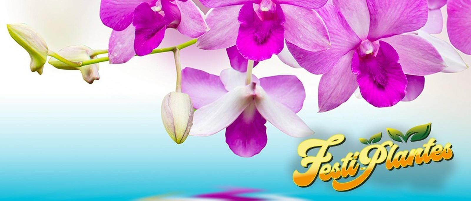 Festi Plantes à Saint-André