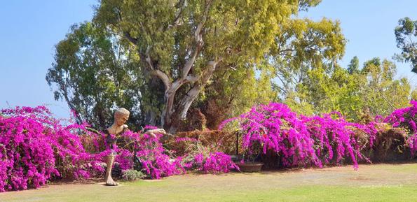Jardin du musée de villèle