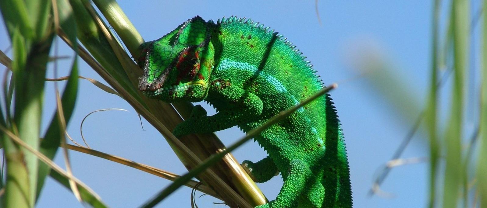 Endormi : Caméléon de La Réunion