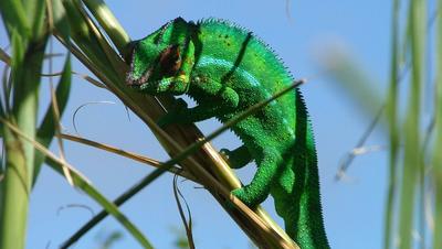 Endormi : Caméléon de La Réunion