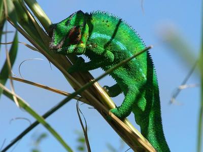 Endormi : Caméléon de La Réunion Endormi : Caméléon de La Réunion