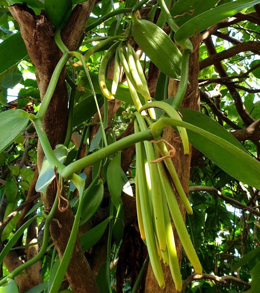 La vanille est issue d'une gousse produite par une orchidée