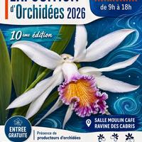 Exposition d’orchidées Sud Réunion