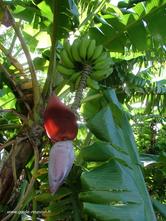 Photo d'un régime de banane à La Réunion