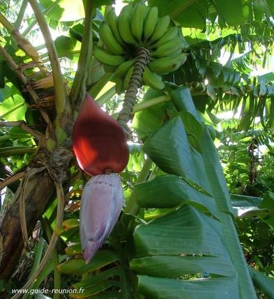 un régime de banane et sa fleur, le baba figue