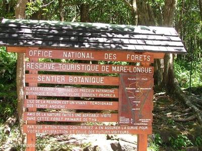 Forêt de Mare Longue à Saint-Philippe - La Réunion (974)