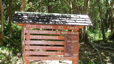 Forêt de Mare Longue à Saint-Philippe - La Réunion (974)