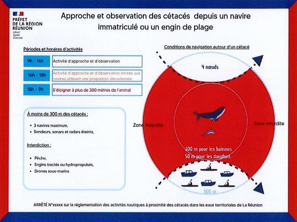 Infographie - Observation des baleines à La Réunion (974)