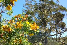 Flore : fleurs jaunes et Tamarins des hauts