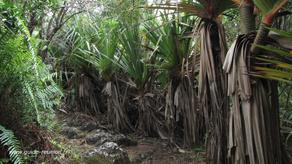 Végétation sur le Sentier littoral de st philippe