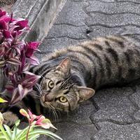 Lutte contre l'errance animale et campagne de stérilisation à La Réunion