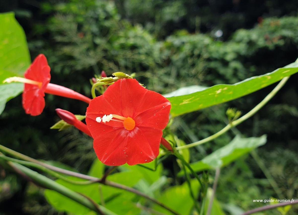 Ipomée à feuilles de lierre / Goutte de Sang / La Réunion (974)