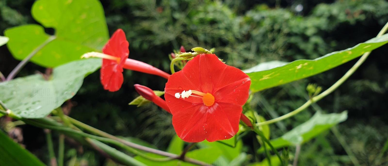 Ipomée à feuilles de lierre à La Réunion