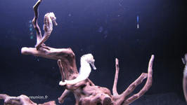 Hippocampe à l'aquarium de la Réunion