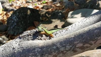 Gecko Vert de Manapany