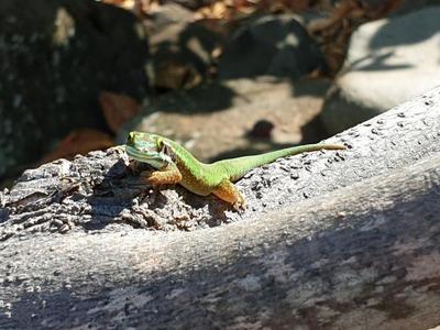 Gecko Vert de Manapany
