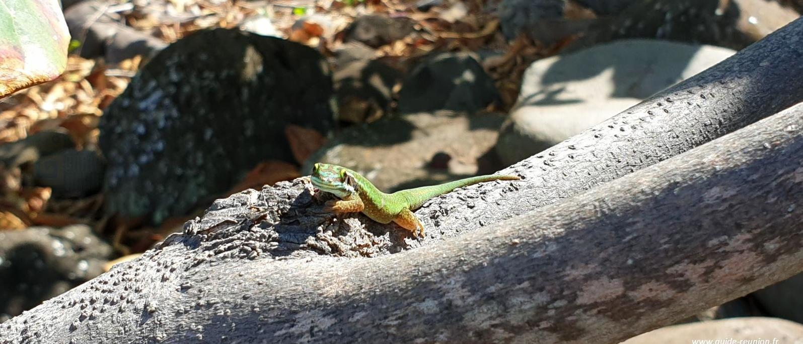 Gecko Vert de Manapany