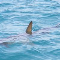 Requin à La Réunion