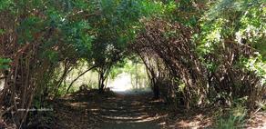Des arbres forment un tunnel dans la forêt de l'Etang-Salé
