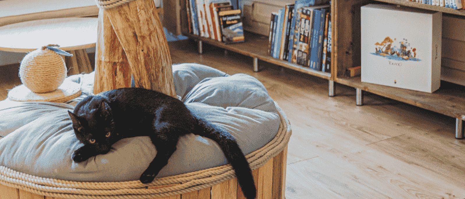 Ryokaï Café à Saint-Denis | Bar à chats à La Réunion