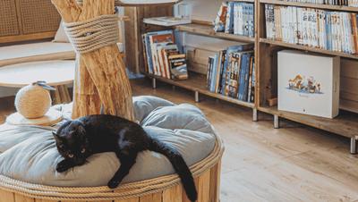 Ryokaï Café à Saint-Denis | Bar à chats à La Réunion