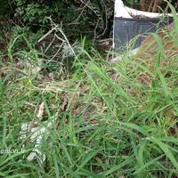 Déchets sur le bord de la route à la Réunion