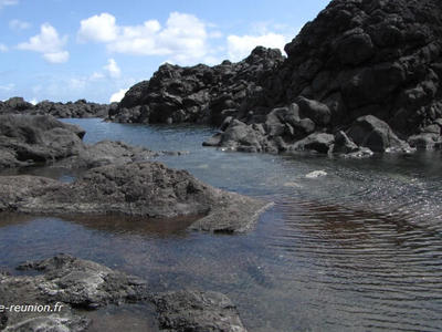Bassin Sardine à l'Etang-Salé