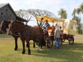 Visite et balade en calèche à l'île de la Réunion